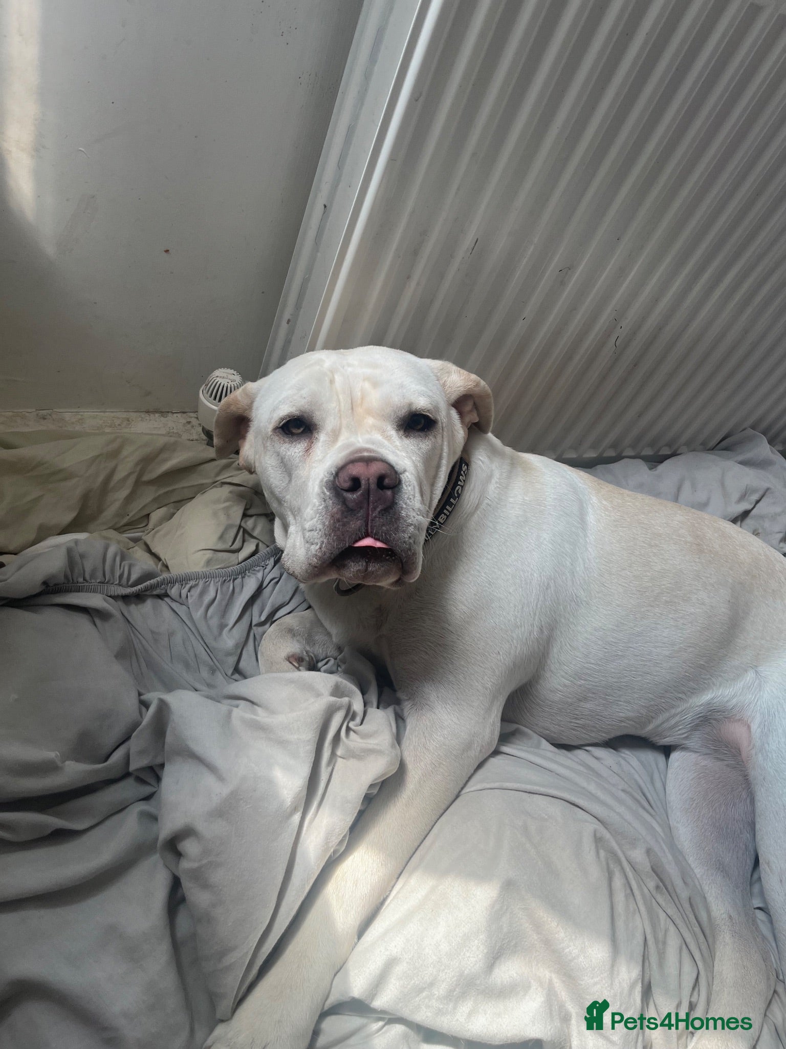 Cane Corso dogs Bessie - Advert 1