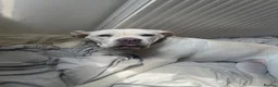 Cane Corso dogs for sale: Bessie - Advert 1