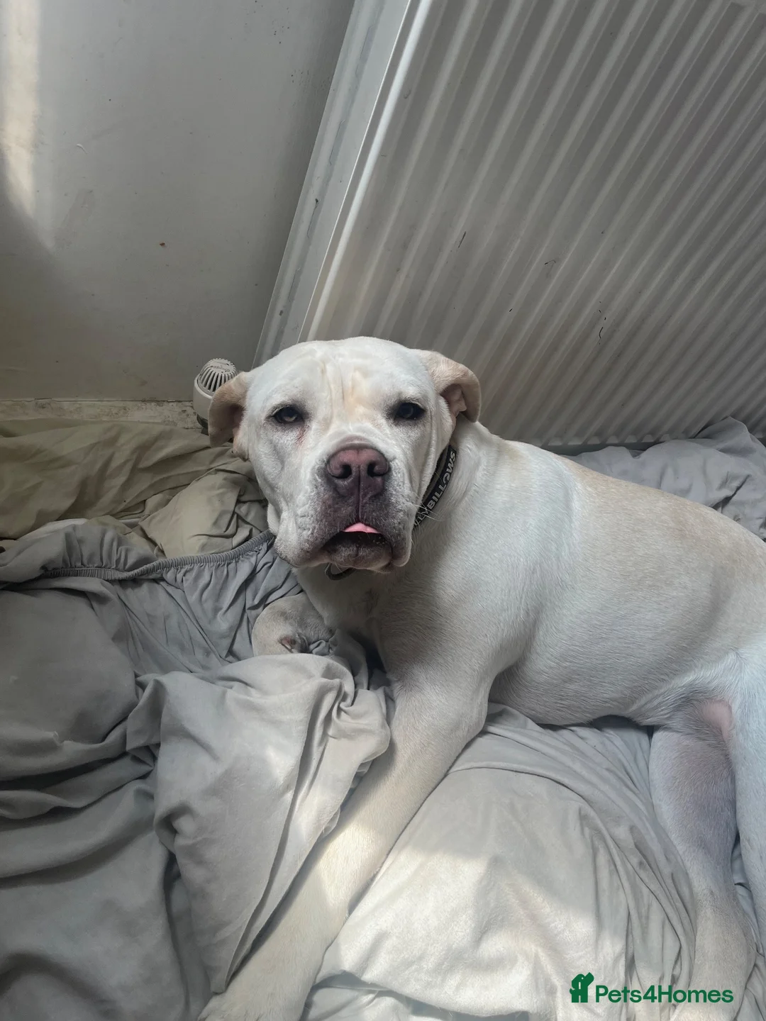 Cane Corso dogs for sale: Bessie - Advert 1