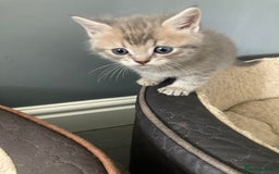 Scottish Fold cats for sale: Beautiful Scottish fold kittens - Image 24