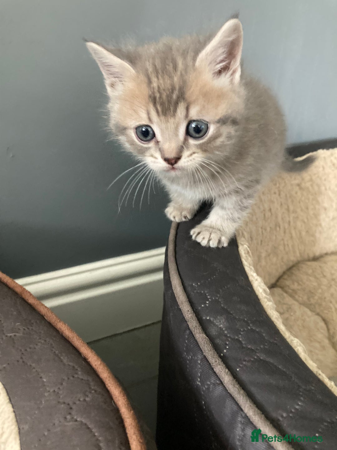 Scottish Fold cats for sale: Beautiful Scottish fold kittens - Image 24