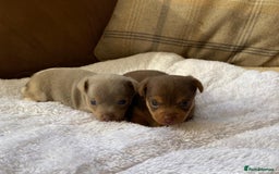 Jack Russell dogs for sale: Gorgeous Miniature Jack Russell Puppies For Sale - Image 14