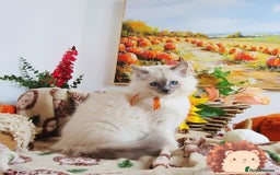 Ragdoll cats for sale: GCCF Ragdoll Kittens - Outstanding!  - Image 35