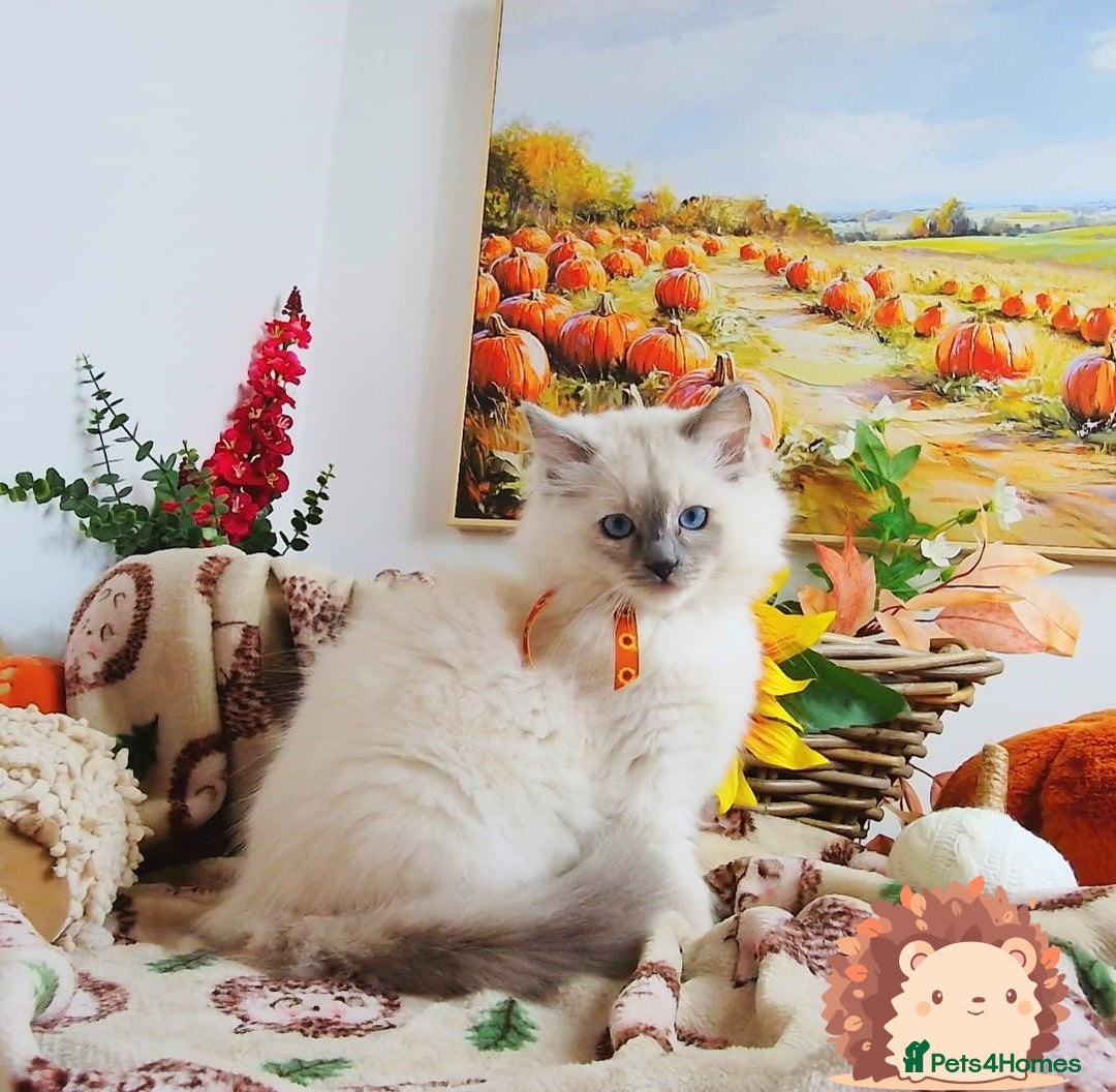 Ragdoll cats for sale: GCCF Ragdoll Kittens - Outstanding!  - Image 35