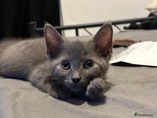 Russian Blue cats Russian blue male - Advert 2