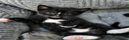Mixed Breed cats for sale: 3 beautiful mixed with British shorthair  - Advert 2