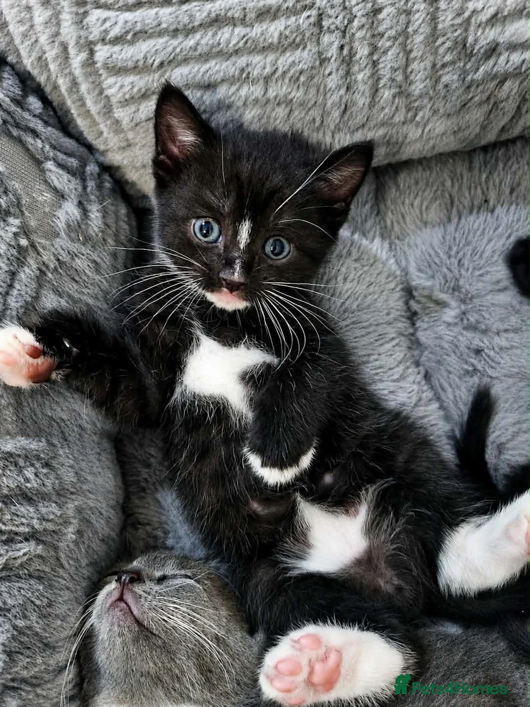 Mixed Breed cats for sale: 3 beautiful mixed with British shorthair  - Advert 2
