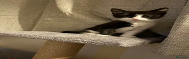 Mixed Breed Kitten 2