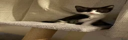 Mixed Breed cats for sale: Two male kittens - Advert 2