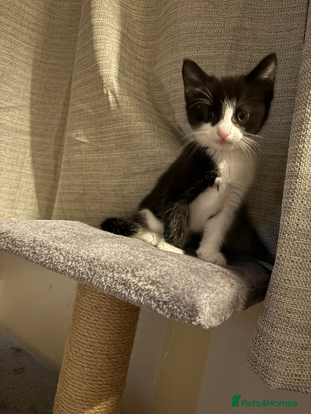Mixed Breed cats for sale: Two male kittens - Advert 2
