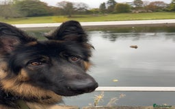 German Shepherd dogs for sale: Maximus, 18 months old - Image 2