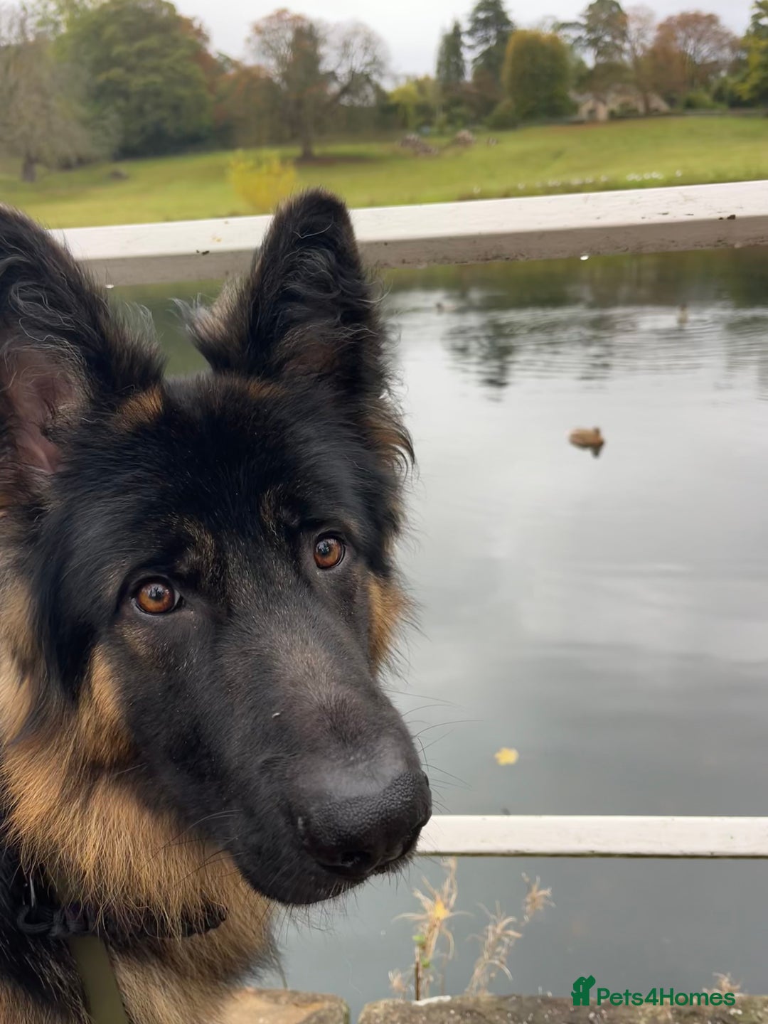 German Shepherd dogs for sale: Maximus, 18 months old - Image 2