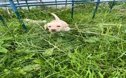 Labrador Retriever dogs for sale: Lovely Labrador pups - Image 17
