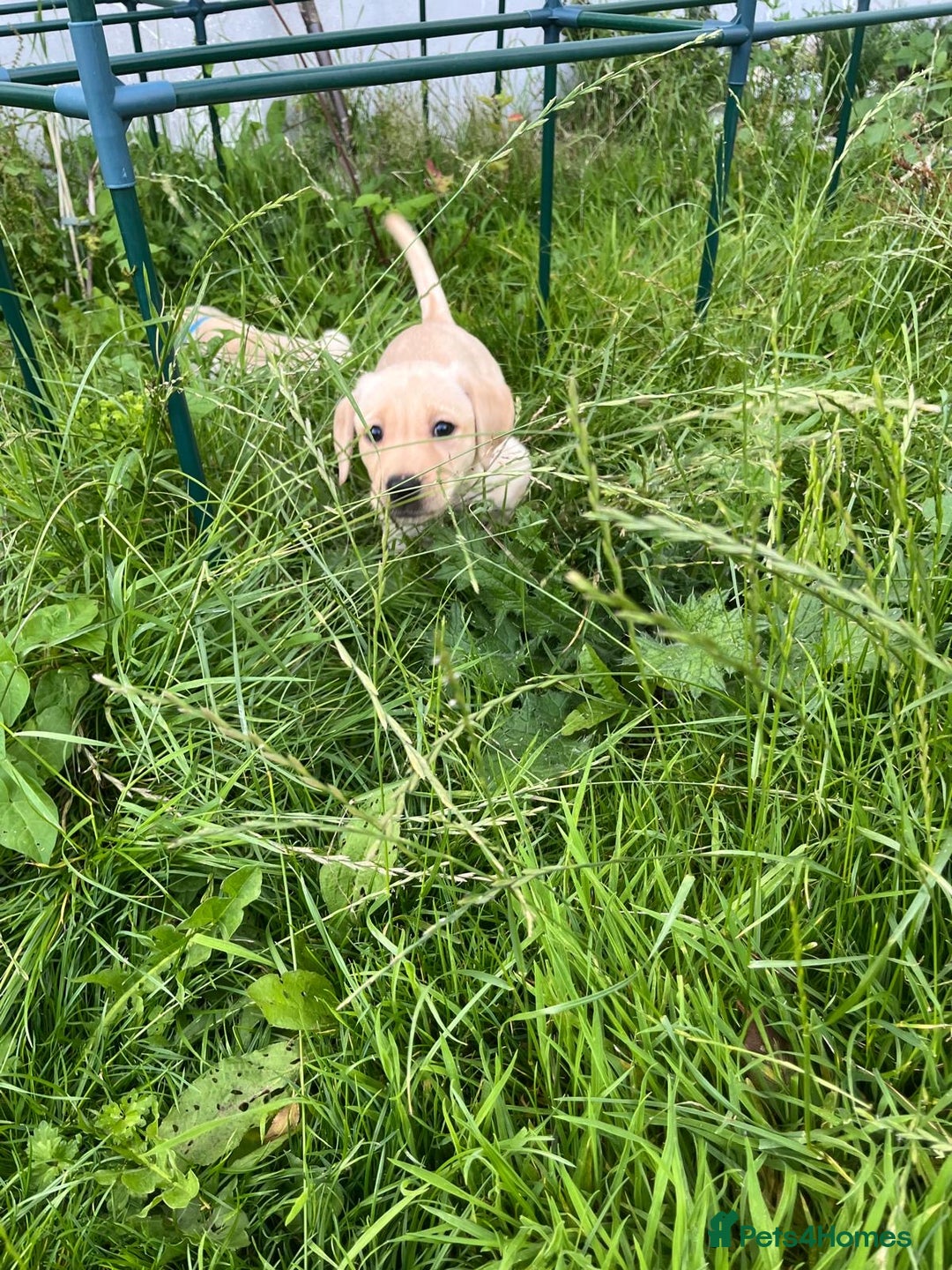 Labrador Retriever dogs for sale: Lovely Labrador pups - Image 17