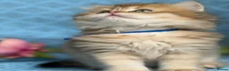British Longhair cats for sale: British Longhair golden shaded kittens TICA - Advert 2