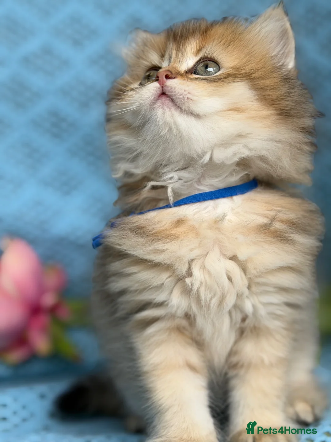 British Longhair cats for sale: British Longhair golden shaded kittens TICA - Advert 2