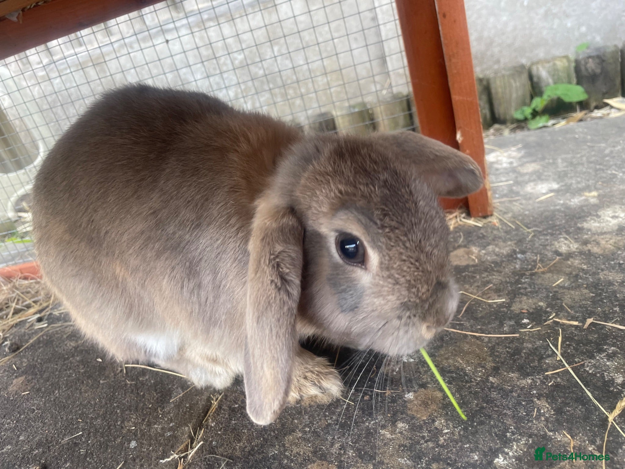 Mini Lop rabbits Grey beautiful Male Rabbit MiniLop - Advert 1