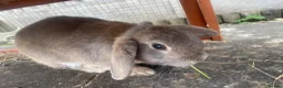 Mini Lop rabbits for sale: Grey beautiful Male Rabbit MiniLop in Leamington Spa - Advert 1