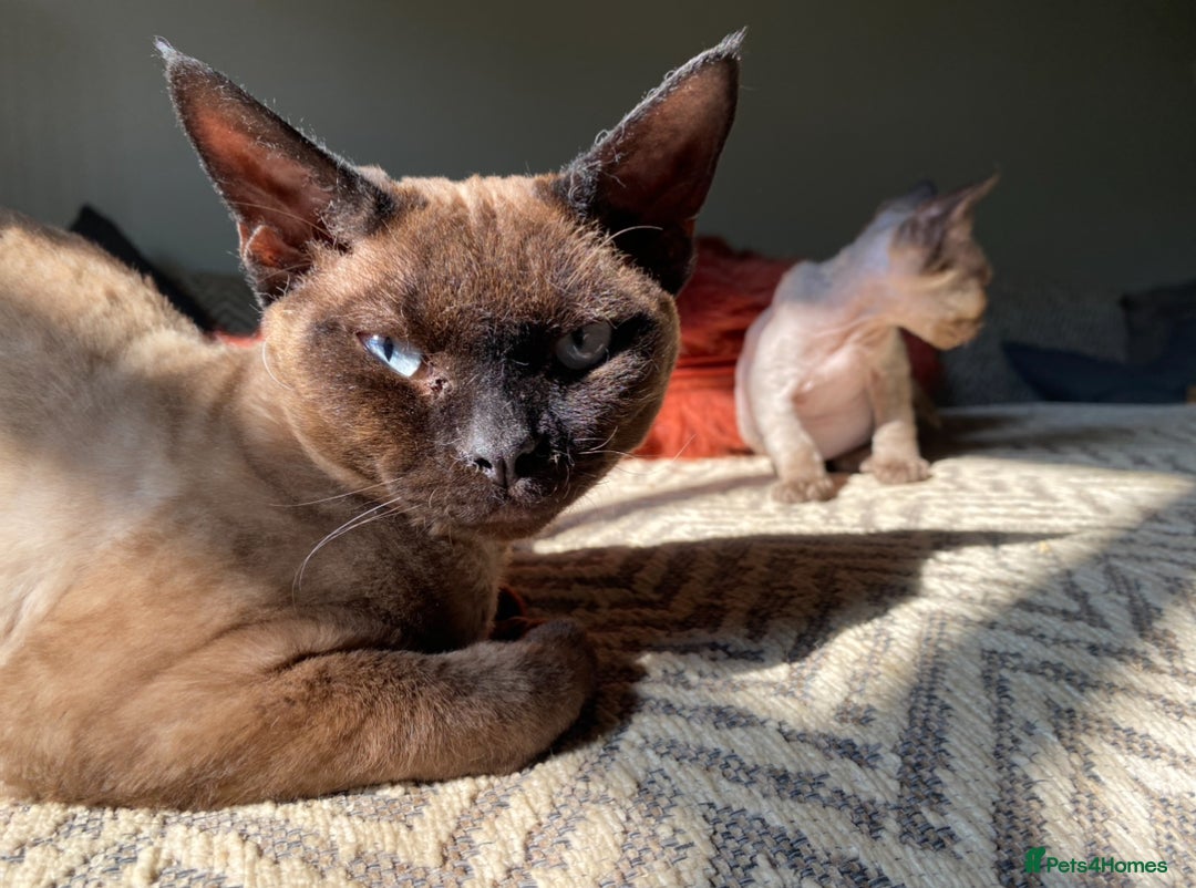 Devon Rex cats for sale: 2 beautiful female Devon Rex kittens  - Image 8