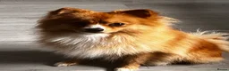 Pomeranian dogs for sale: 1 girl  in London - Advert 2