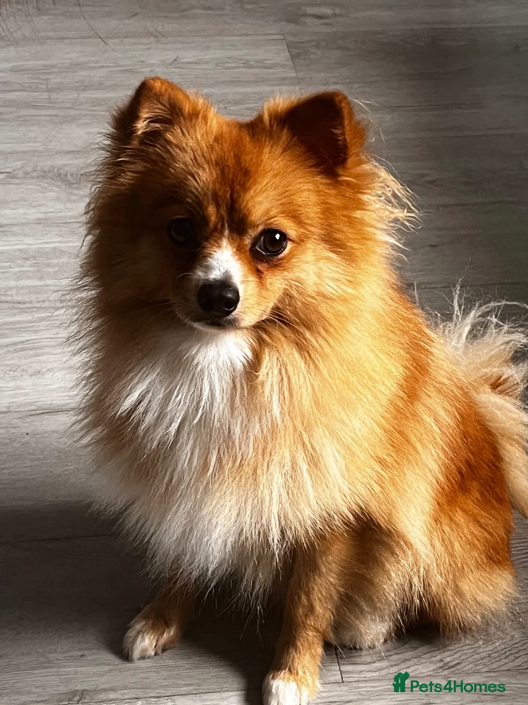 Pomeranian dogs for sale: 1 girl  in London - Advert 2