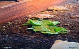 Tortoise reptiles for sale: Tortoise Hatchlings for sale - Image 6