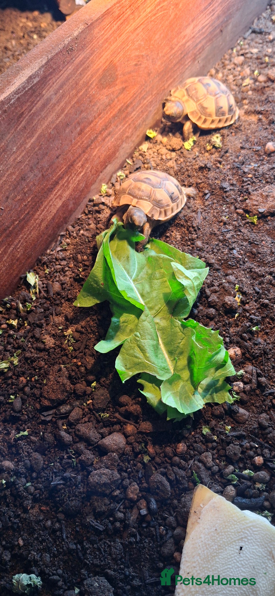Tortoise reptiles for sale: Tortoise Hatchlings for sale - Image 6