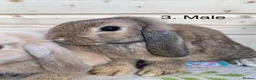 Mini Lop rabbits for sale: 7 mini lop rabbits 5 boys 2 girls - Advert 4