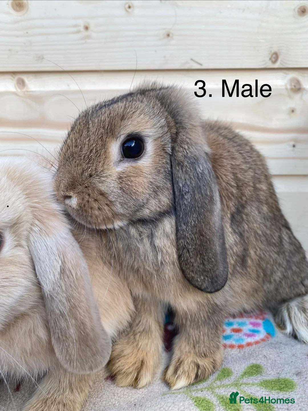 Mini Lop rabbits for sale: 7 mini lop rabbits 5 boys 2 girls - Advert 4