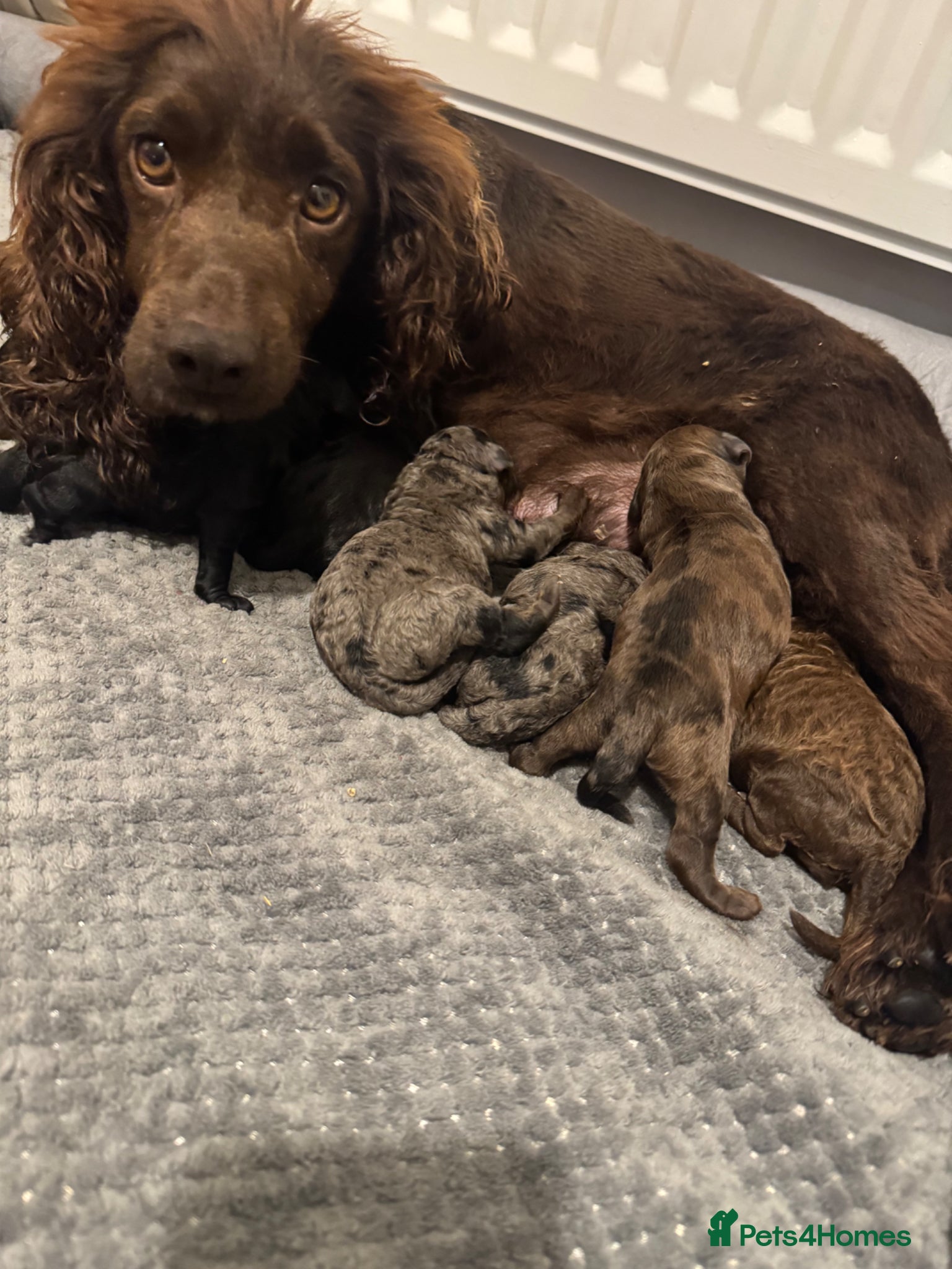 Cockapoo dogs F1 cockapoos  - Advert 1