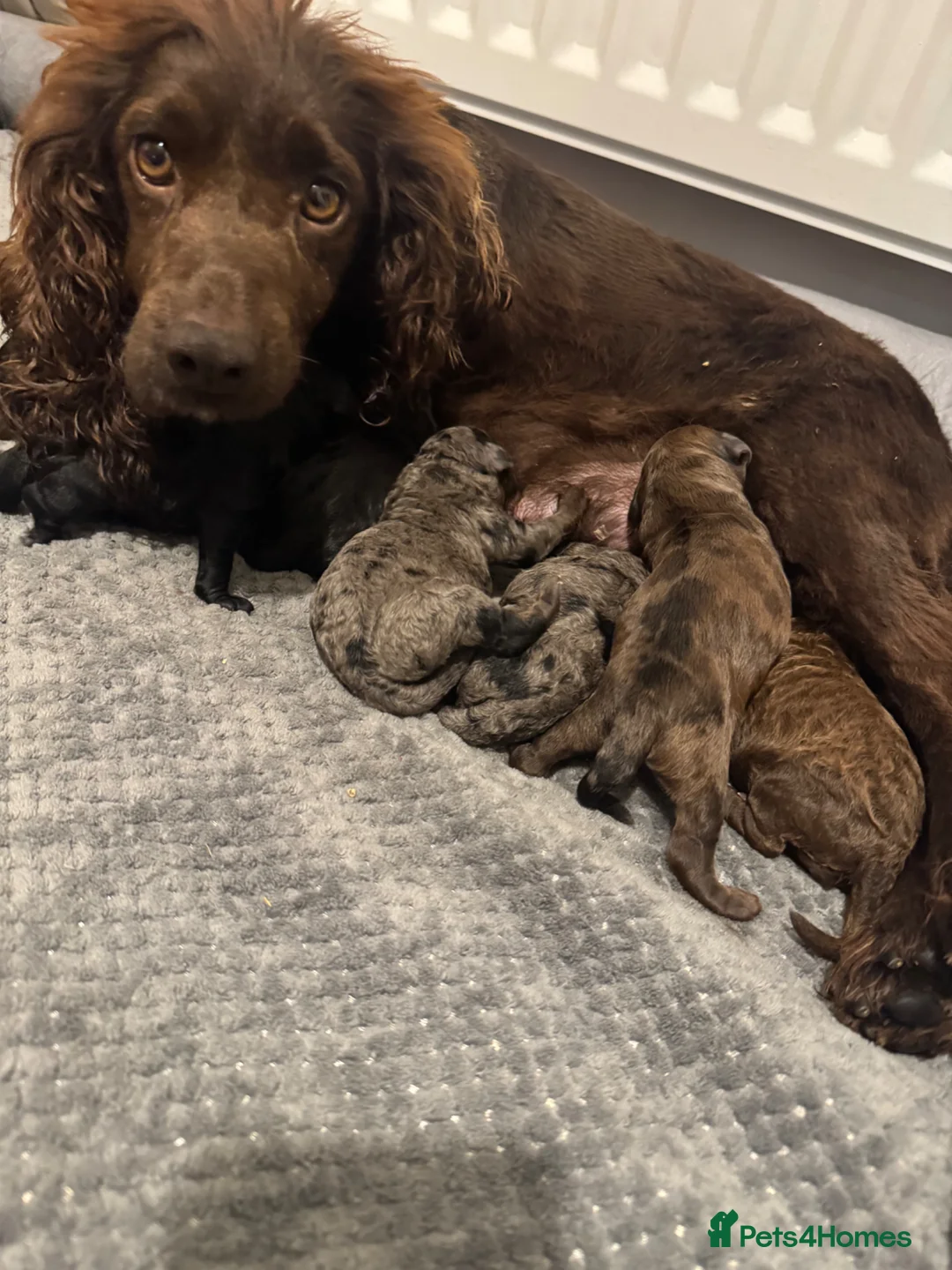 Cockapoo dogs for sale: F1 cockapoos  - Advert 2