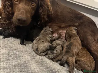 Cockapoo dogs F1 cockapoos - Advert 1