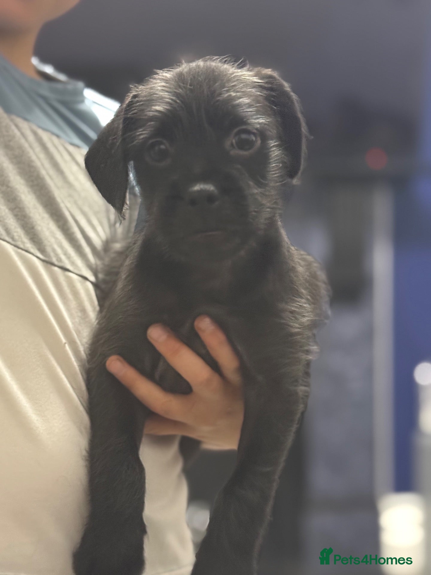 Mixed Breed dogs Ready Now LAST BOY French bulldog x cockapoo - Advert 1