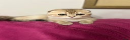 Scottish Fold cats for sale: Beautiful Gold chinchilla girl - Advert 19