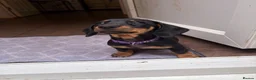 Dachshund dogs for sale: Male Dachshund puppy - Advert 4