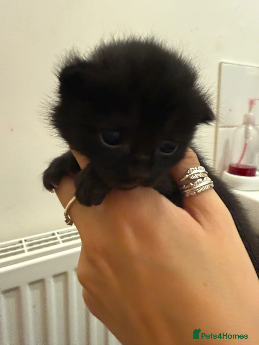 Mixed Breed cats for sale: Fluffy Kittens  - Advert 6