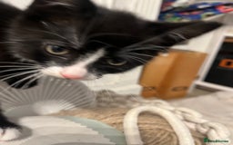 British Shorthair cats for sale: kittens for sale - Image 4