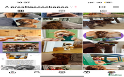 Cavapoo dogs for sale: Extensively Heslth Tested Cavapoo puppies  - Image 15