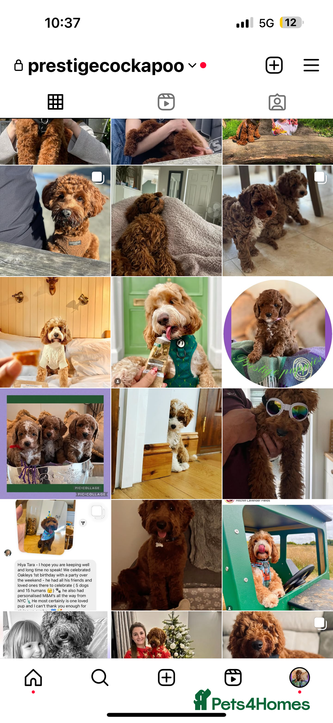 Cavapoo dogs for sale: Extensively Heslth Tested Cavapoo puppies  - Image 15