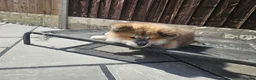 Japanese Akita Inu dogs for sale: RKC Registered Two Beautiful Long-Coat Puppies - Advert 12