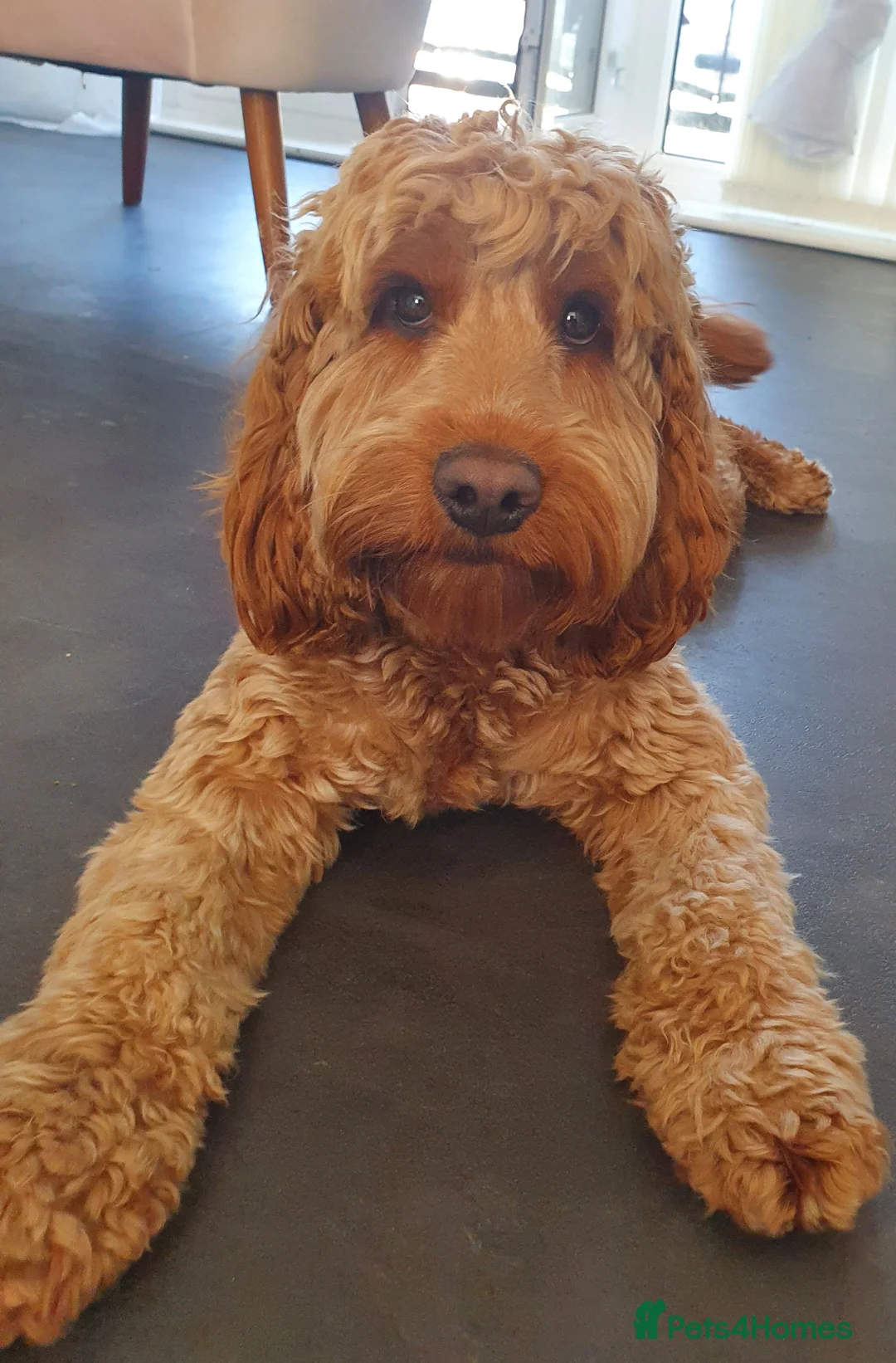 Cockapoo dogs for stud: Proven DNA tested red F1 Cockapoo Charlie for Stud in Milton Keynes - Advert 2