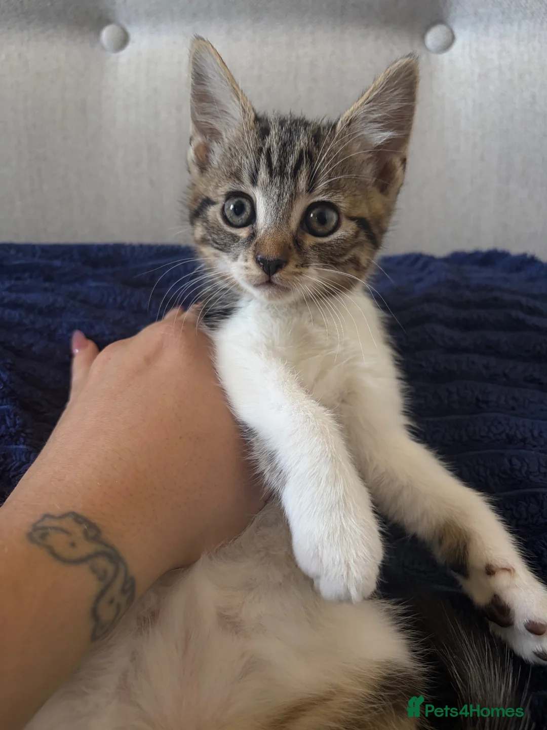 Mixed Breed cats for sale: 4 gorgeous tabby mixed litter - Advert 13