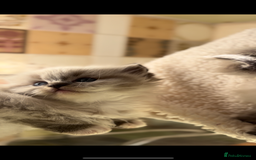 Ragdoll cats for sale: 🌟TICA🌟Champion Ragdoll🏆🏆🏆 - Image 4