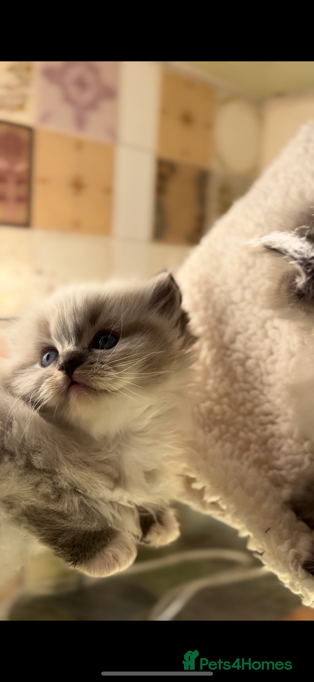 Ragdoll cats for sale: 🌟TICA🌟Champion Ragdoll🏆🏆🏆 - Image 4