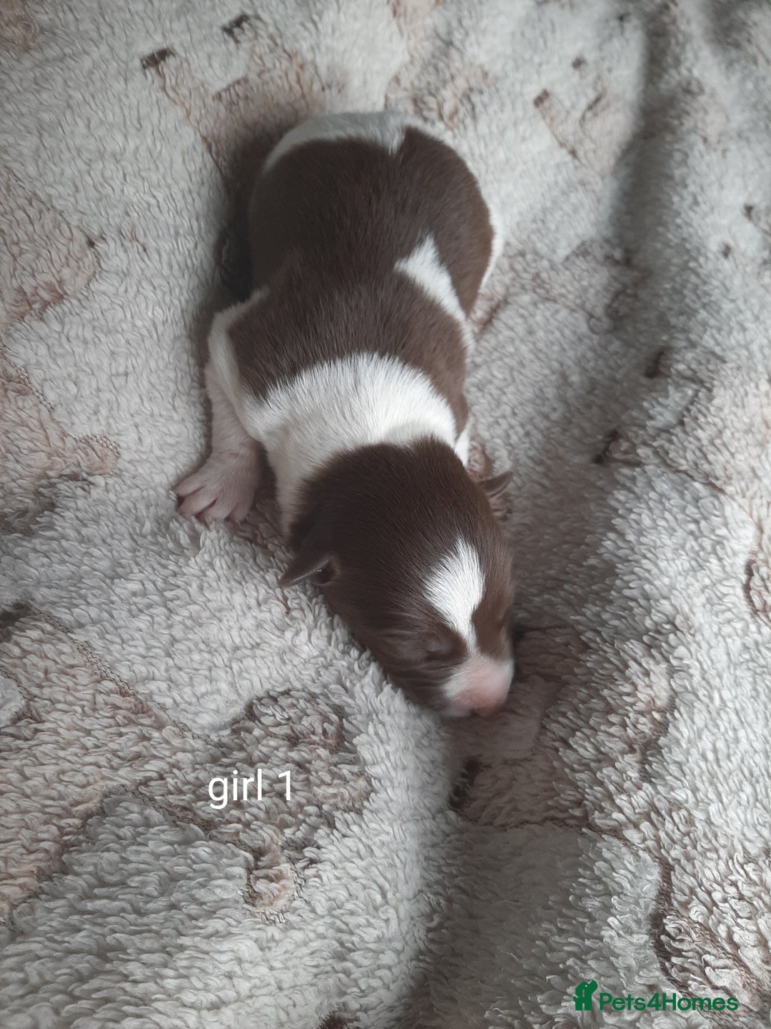 Border Collie dogs for sale: Border collie x Australian kelpie pups - Image 11