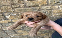 Cavachon dogs for sale: Cavapoochon puppies  - Image 14