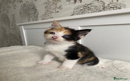 Domestic Shorthair cats for sale: Seven kittens available  - Image 7