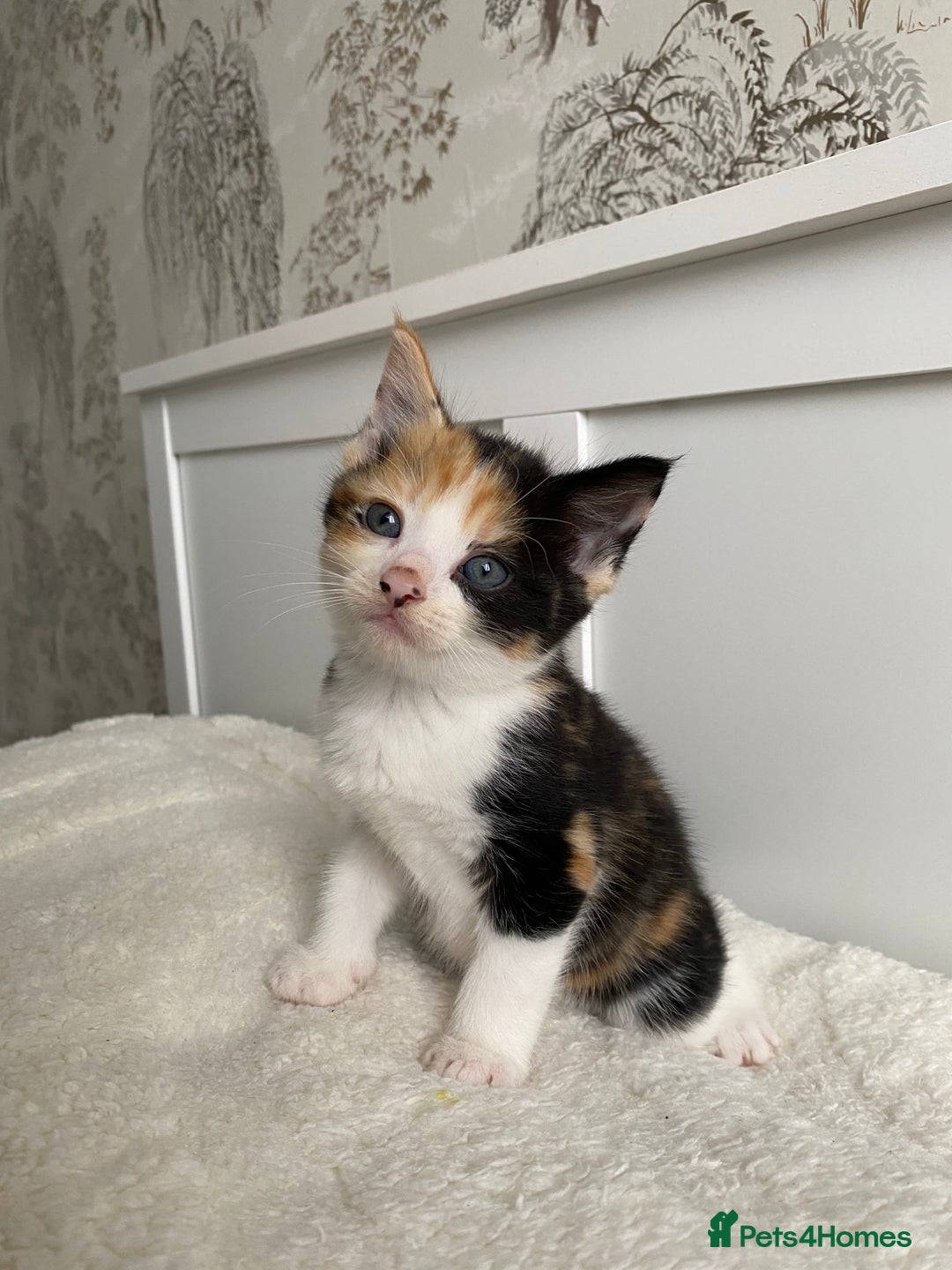 Domestic Shorthair cats for sale: Seven kittens available  - Image 7