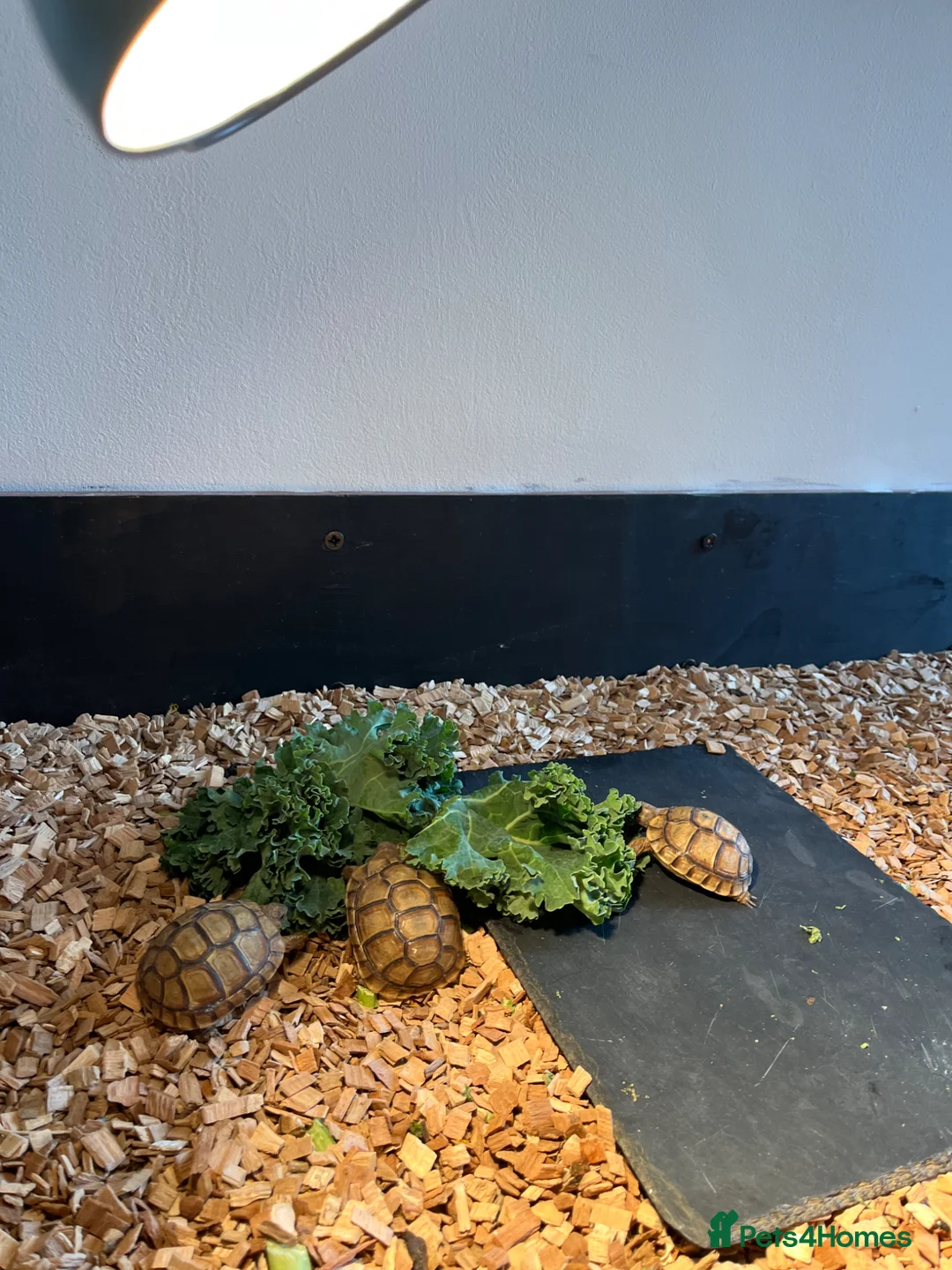 Tortoise reptiles for sale: BABY GREEK TORTOISE  - Advert 5