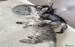 Domestic Shorthair cats for sale: For sell 3 beautifull kitten.Avalaible now Grays - Image 3
